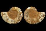 Cut & Polished Ammonite Fossil - Jurassic #172447-1